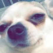 Dogs