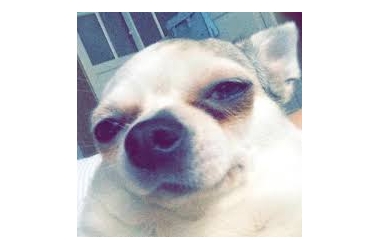 Dogs